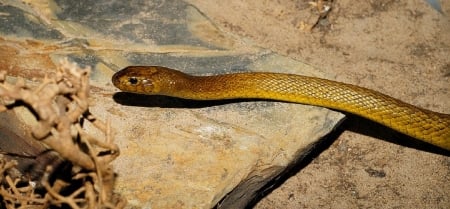 INLAND TAIPAN SNAKE - image, taipan, snake, reptile