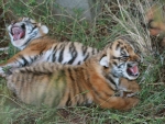 Beautiful Tiger Cubs