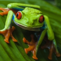 RED EYED TREE FROG