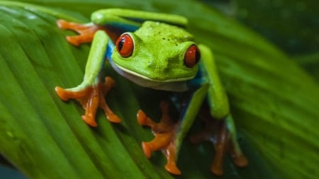 RED EYED TREE FROG - frog, red, tree, eyed