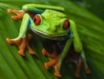 RED EYED TREE FROG