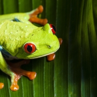 RED EYED TREE FROG