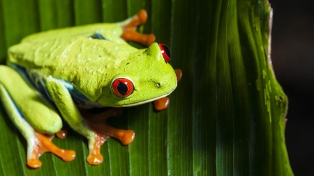 RED EYED TREE FROG - frog, red, tree, eyed