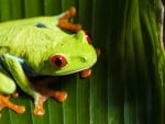 RED EYED TREE FROG