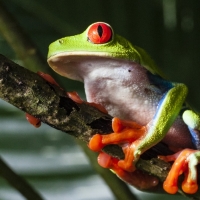 RED EYED TREE FROG