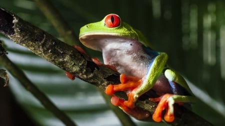 RED EYED TREE FROG - EYED, RED, TREE, FROG