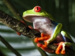 RED EYED TREE FROG