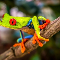 RED EYED TREE FROG