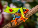 RED EYED TREE FROG