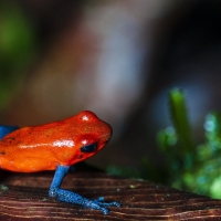 POISON DART FROG