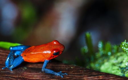 POISON DART FROG - poison, frog, image, dart