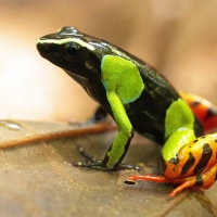 POISON DART FROG