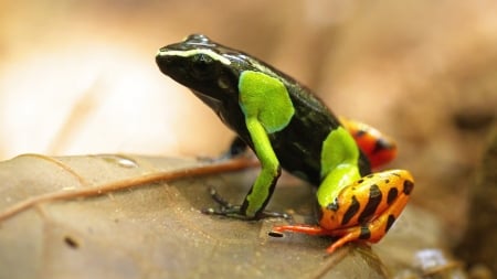 POISON DART FROG - DART, IMAGE, POISON, FROG