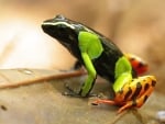 POISON DART FROG