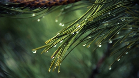 PINE NEEDLES WITH RAINDROPS