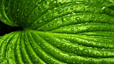 RAINDROPS ON LEAF - nature, image, leaf, raindrops