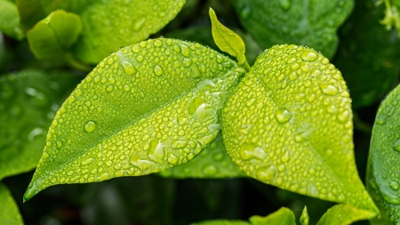 RAIN ON GREEN LEAF - green, image, leaf, rain