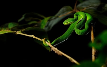 GREEN PIT VIPER - image, pit, viper, green