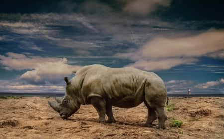 Rhino - animal, rhino, sky, horn