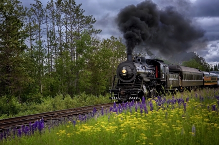 Steam Train - nature, train, steam, rail