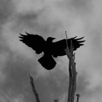 The Crow