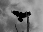 The Crow