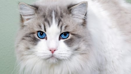 Blue eyes  - pretty, animals, blue-eyes, cats