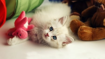 Sweet kitty - white, pretty, cats, kittens, animals, cute, blue-eyes