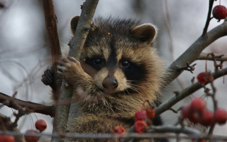 Raccoon - red, berry, animal, cute, raton, raccoon, paw, branch, autumn