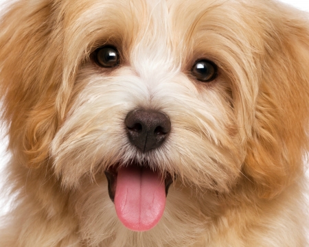 Puppy - face, animal, pink, caine, cute, puppy, tongue, dog