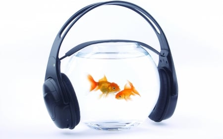 :) - summer, funny, headphones, white, golden, fish, orange, aquarium, music