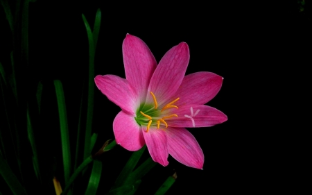 Zephyranthes - flower, pink, zephyranthes, black