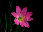 Zephyranthes