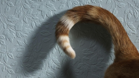 Cat's tail - animal, pisica, tail, cat, wall