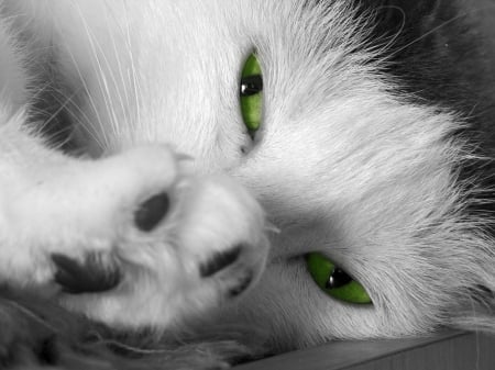 Eyes and paw - white, animal, pisica, paw, green eyes, cat