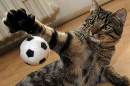 Palyful cat - ball, pisica, animal, funny, cat, paw