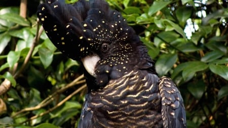 Black Cockatoo - cockatoo, trees, animal, black, bird