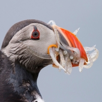 Atlantic Puffin