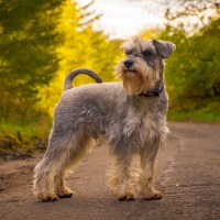 Schnauzer Dog