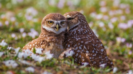 Whisper in My Ear - owls, Firefox Persona theme, birds, secrets, whisper