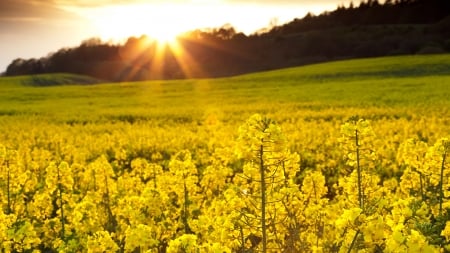 Sunrise - flowers, goldenrod, sunset, susnrise, field