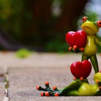 Frogs In Love