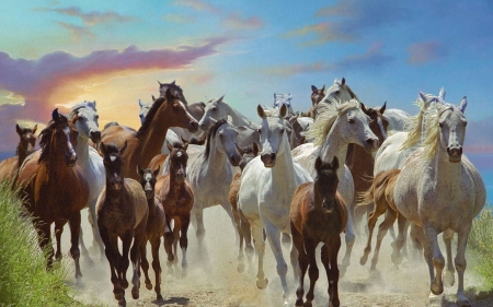 Galloping Horses - pretty, horses, galloping, wild, wallpaper, animals