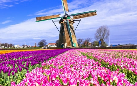 Mill - flower, nature, Mill, sky