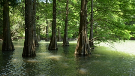 Swamp - Swamp, water, nature, tree