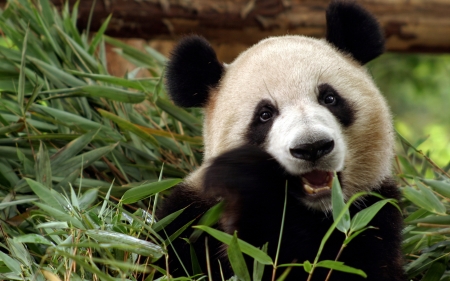 Panda bear - bear, black, white, green, panda, cute, bamboo