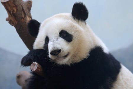 Panda bear - bear, black, white, animal, sleep, nature, panda, cute