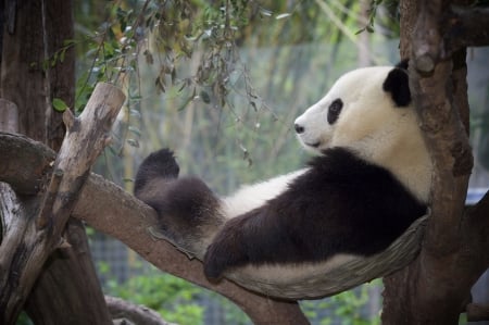 Panda bear - white, bear, funny, cute, black, panda, sleep