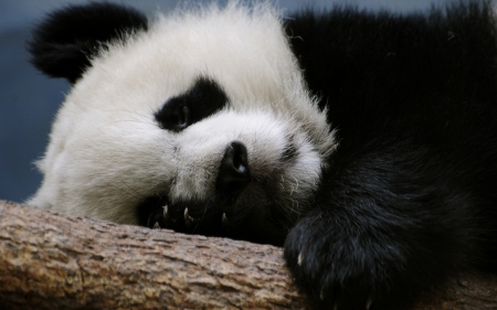 Panda bear - white, bear, cute, black, paw, panda, sleep