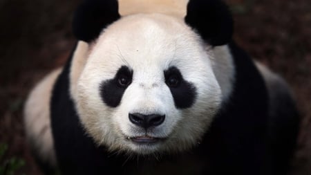 Panda bear - face, white, bear, animal, cute, black, panda